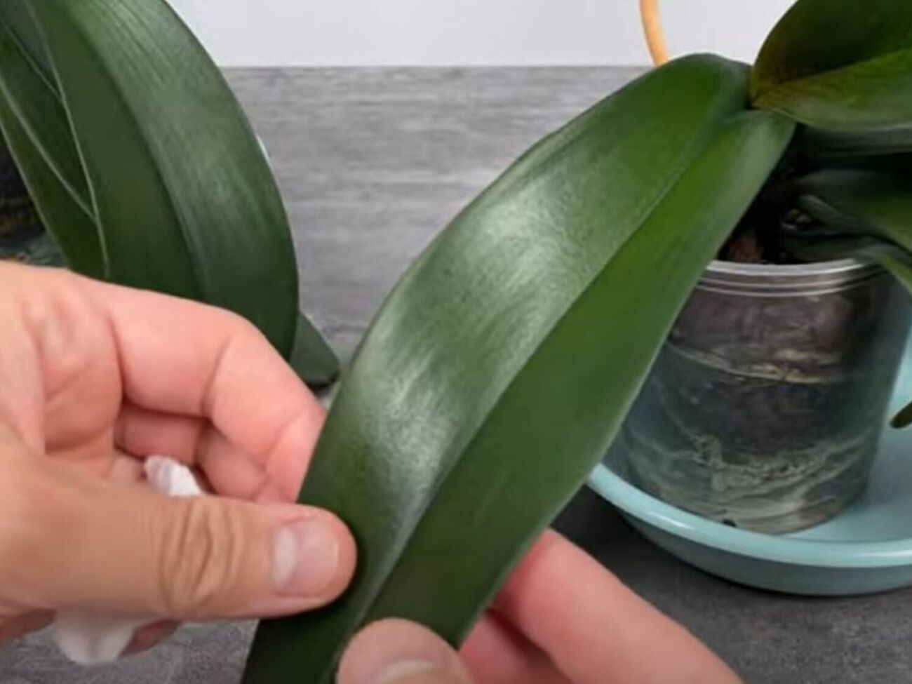 Листья орхидеи нужно протирать банановой водой раз в месяц