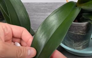 Листья орхидеи нужно протирать банановой водой раз в месяц
