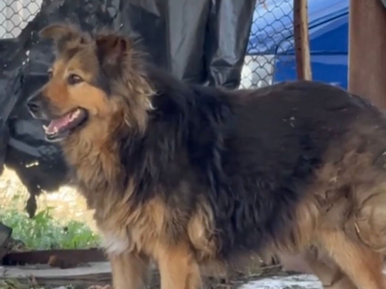 Хозяин Джесси погиб в результате российских обстрелов Киева 28 августа