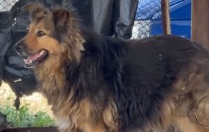 Господар Джессі загинув унаслідок російського обстрілу Києва 28 серпня