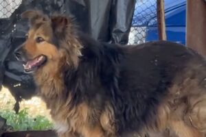 Хозяин Джесси погиб в результате российских обстрелов Киева 28 августа