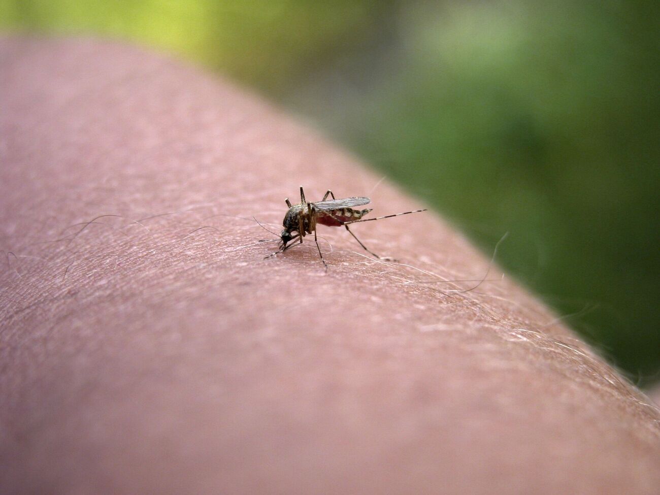 Главную опасность от укусов насекомых представляет возможная серьезная аллергическая реакция
