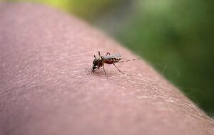 Главную опасность от укусов насекомых представляет возможная серьезная аллергическая реакция