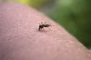 Главную опасность от укусов насекомых представляет возможная серьезная аллергическая реакция