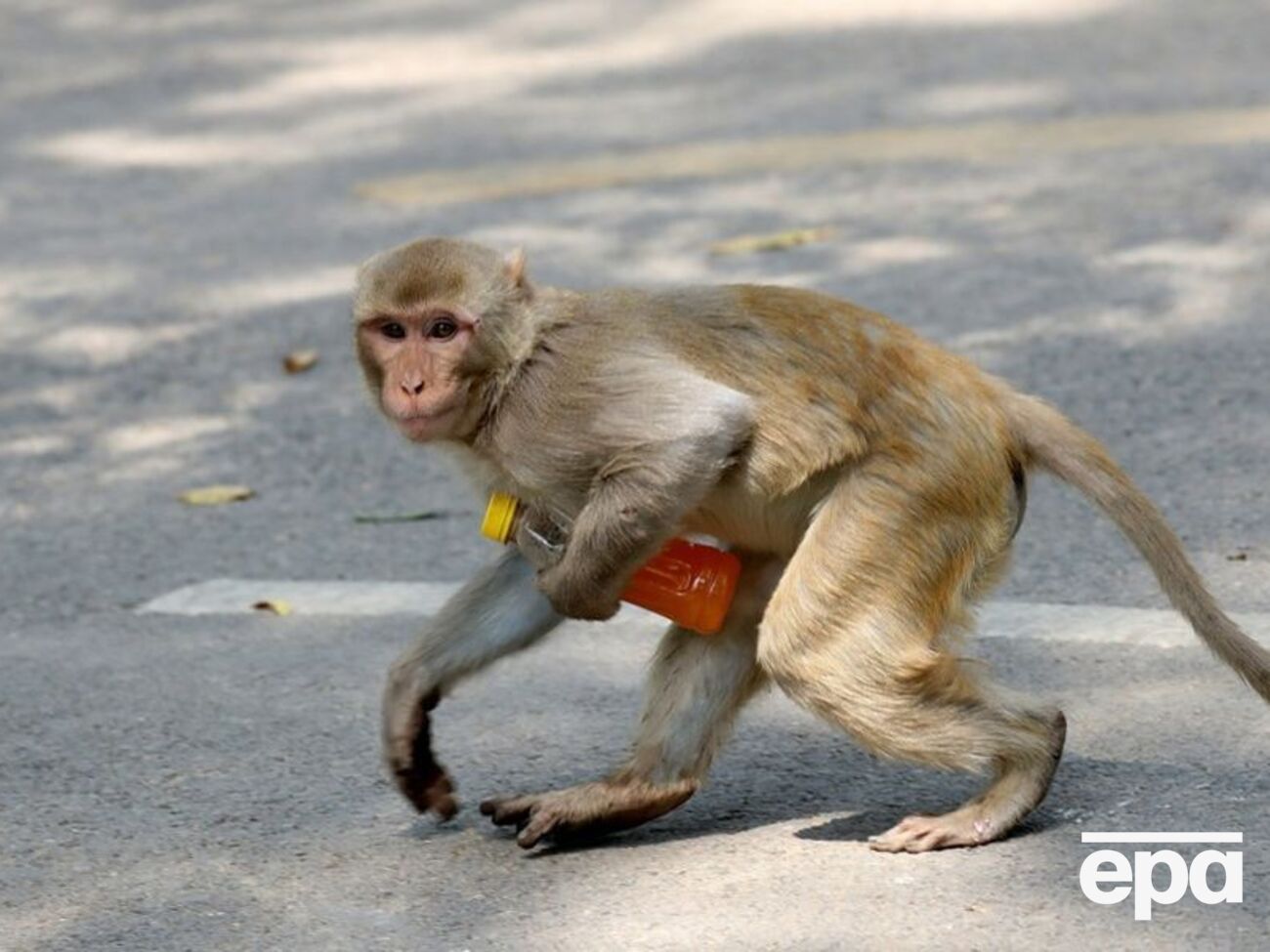 Мавпа вкрала сумку з грошима