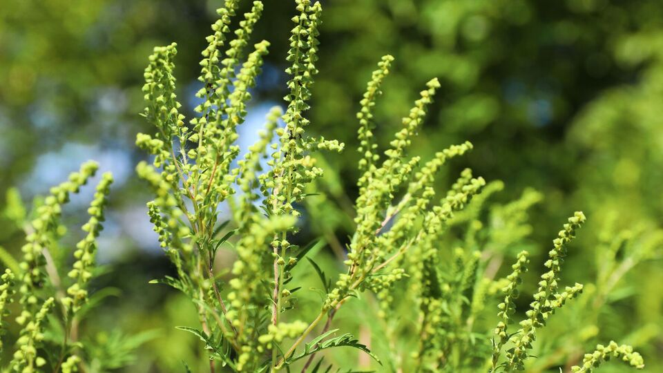 В Украине распространяются новые виды вредителей