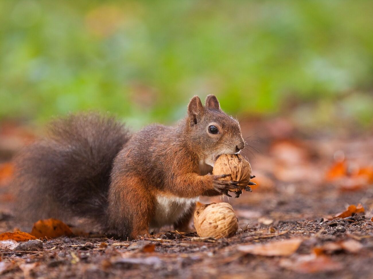 1 вересня в Україні прогнозують сонячну погоду, після обіду подекуди можливі дощі