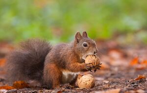 1 сентября в Украине ожидается солнечная погода, после обеда местами возможны дожди
