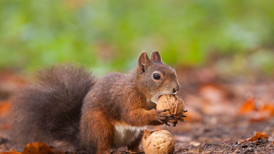 1 сентября в Украине ожидается солнечная погода, после обеда местами возможны дожди