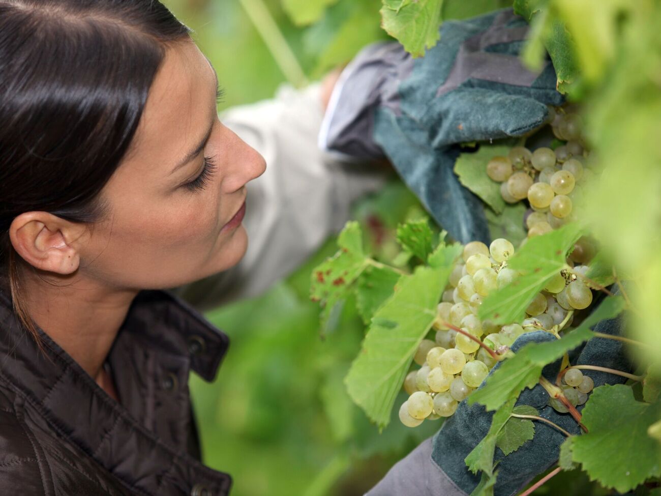 Грозди нужно тщательно осмотреть