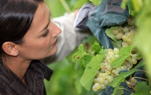 Грона потрібно ретельно оглянути