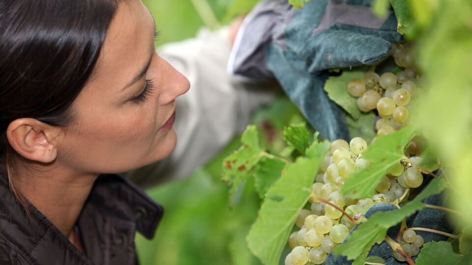 Грозди нужно тщательно осмотреть