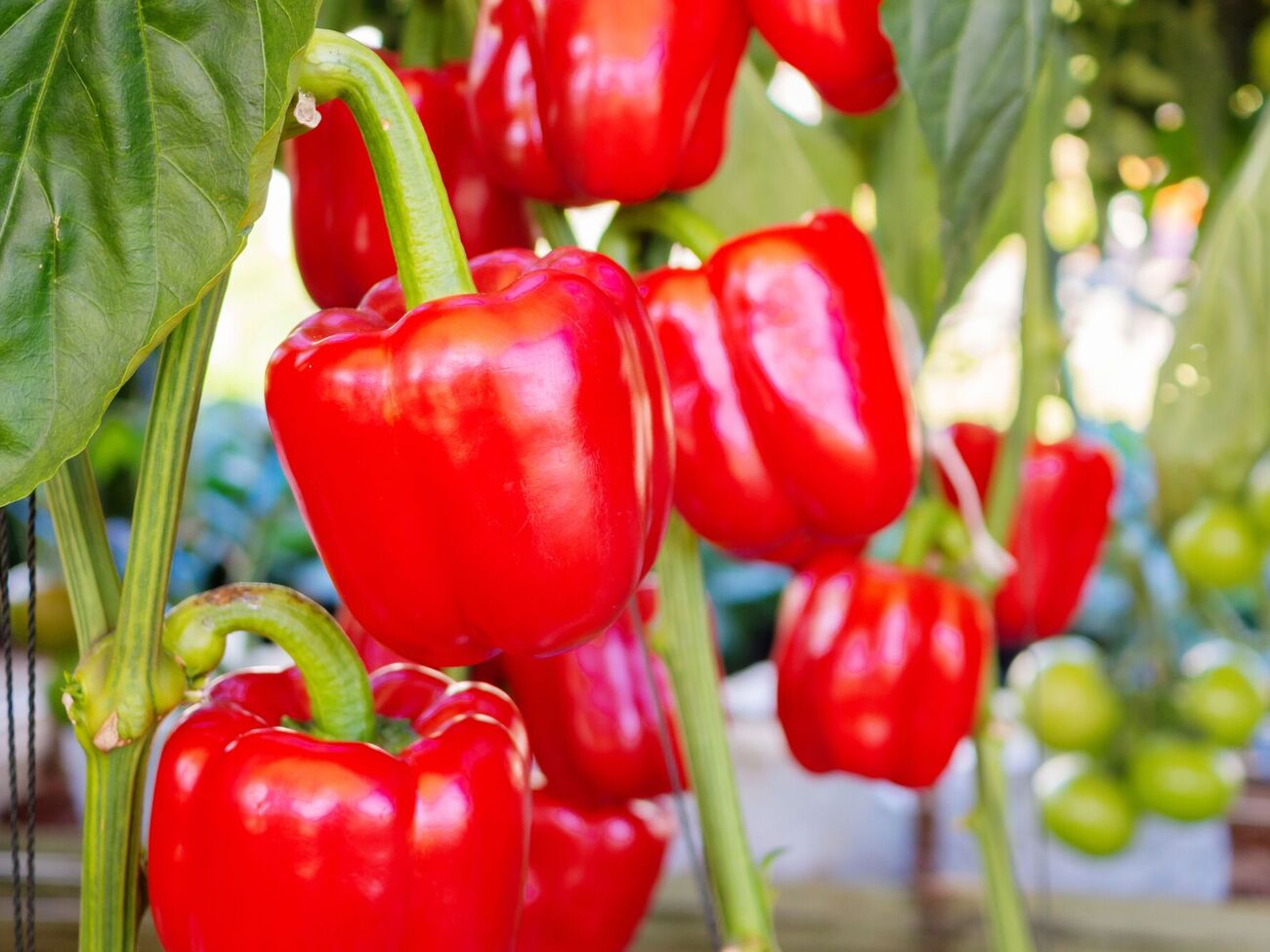 Урожай перца значительно увеличится