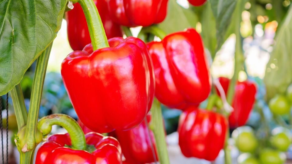 Урожай перца значительно увеличится