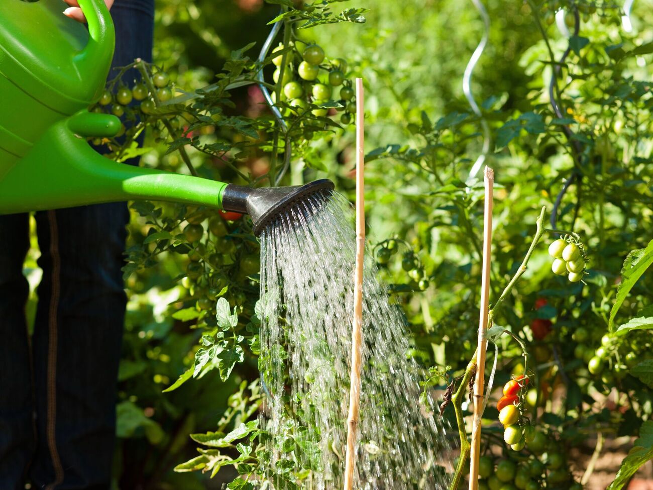 Чтобы собрать урожай, важно обеспечить растения поливом и подкормкой