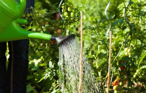 Чтобы собрать урожай, важно обеспечить растения поливом и подкормкой