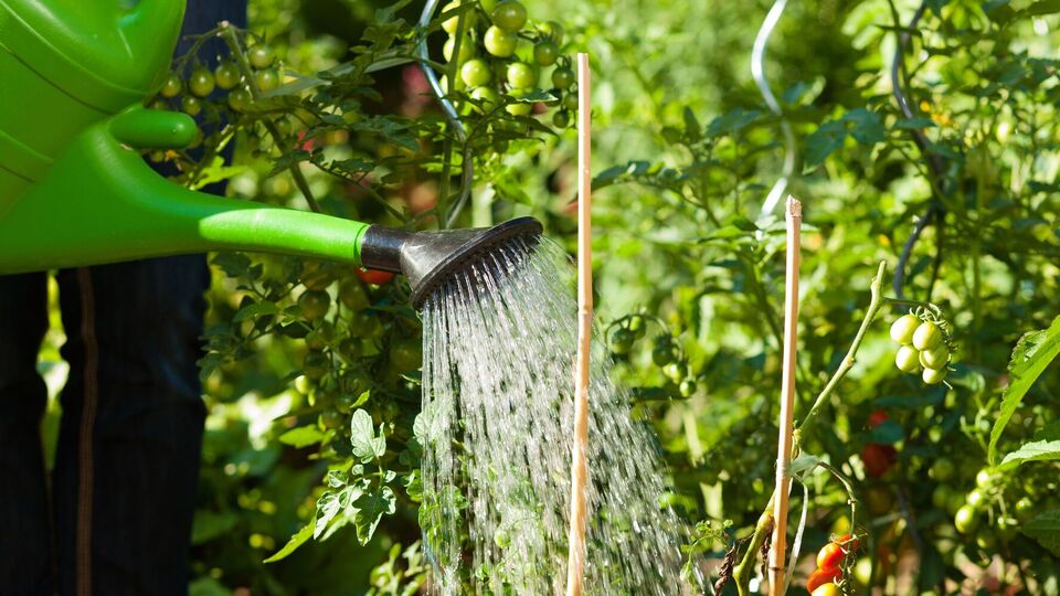 Чтобы собрать урожай, важно обеспечить растения поливом и подкормкой