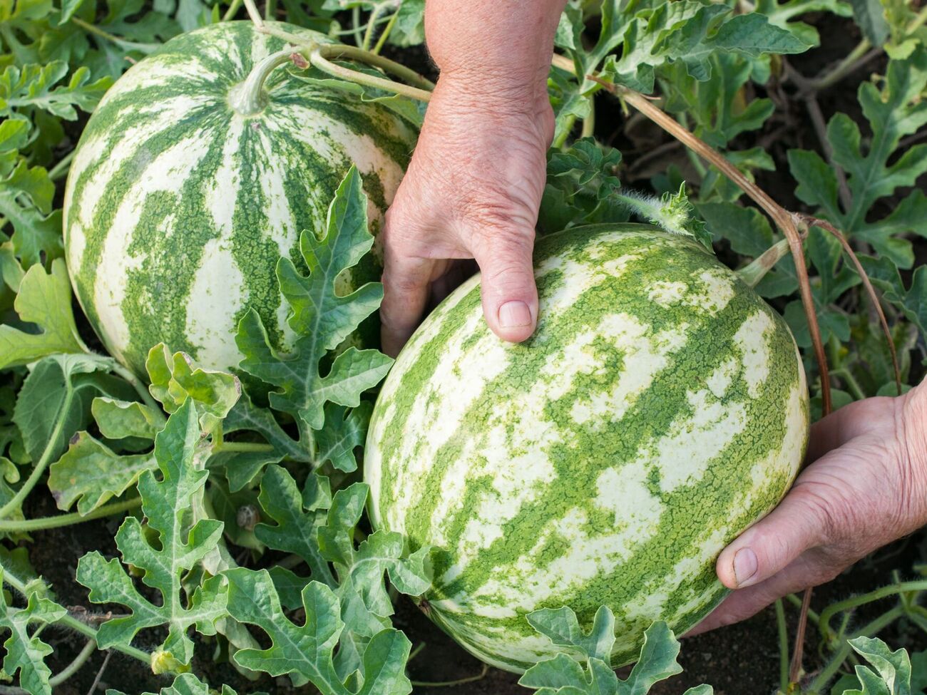 О спелости арбуза говорят четко прорисованные полоски на его кожуре