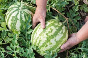 О спелости арбуза говорят четко прорисованные полоски на его кожуре