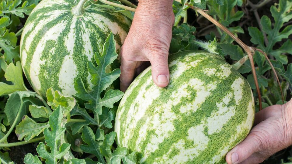 О спелости арбуза говорят четко прорисованные полоски на его кожуре