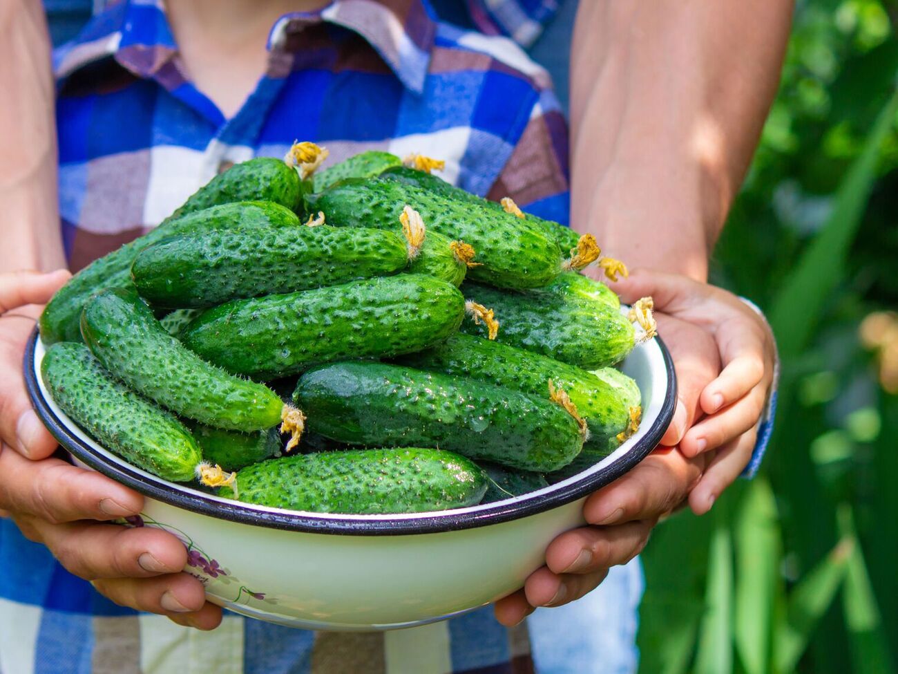 Огурцы перед консервацией нужно замочить в холодной воде