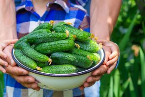 Огурцы перед консервацией нужно замочить в холодной воде