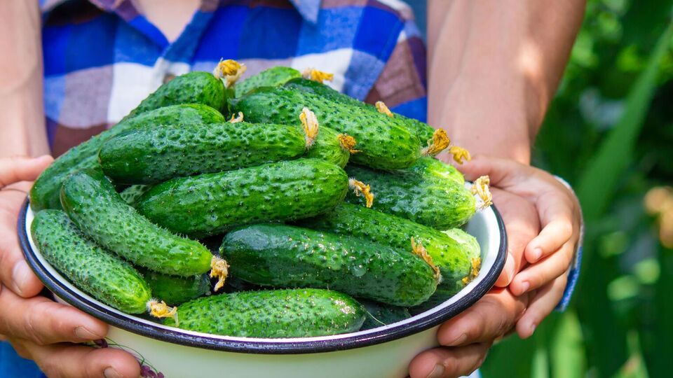Огурцы перед консервацией нужно замочить в холодной воде