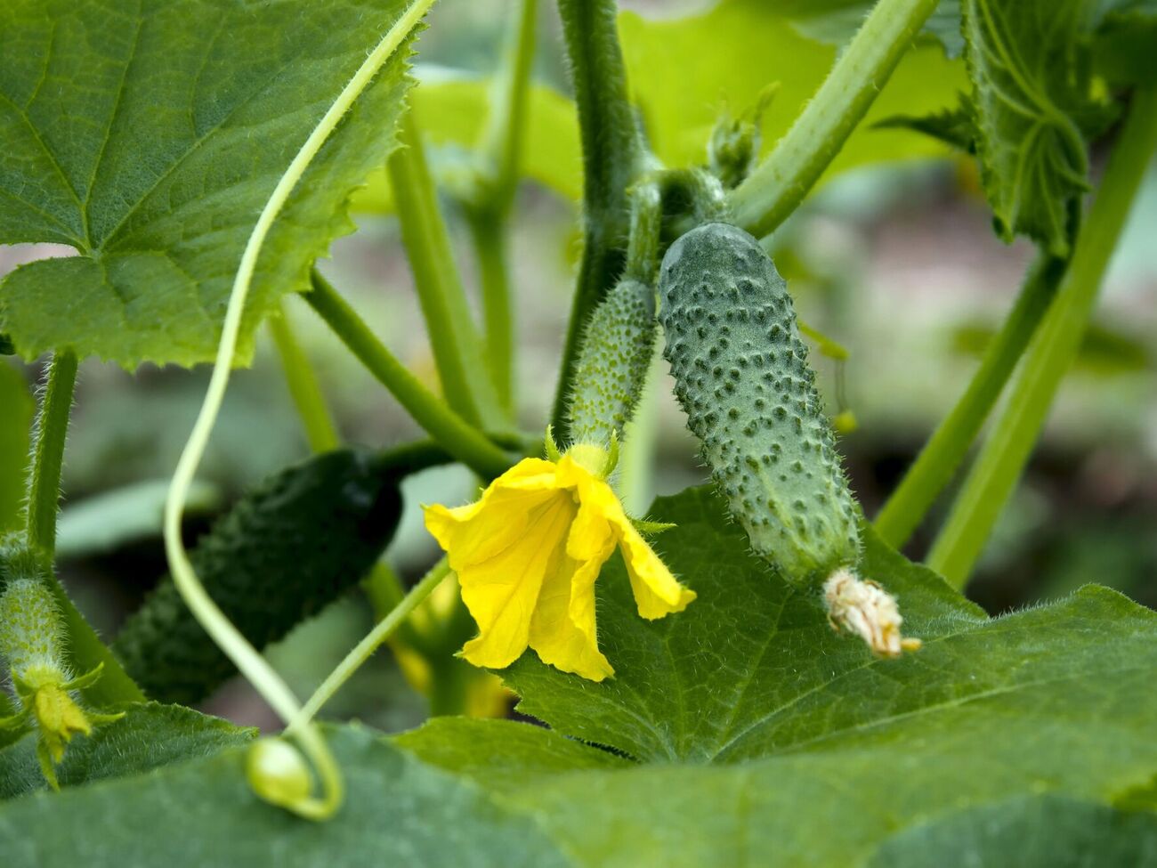 Автор канала подчеркнул, что огурцы нужно собирать каждый день