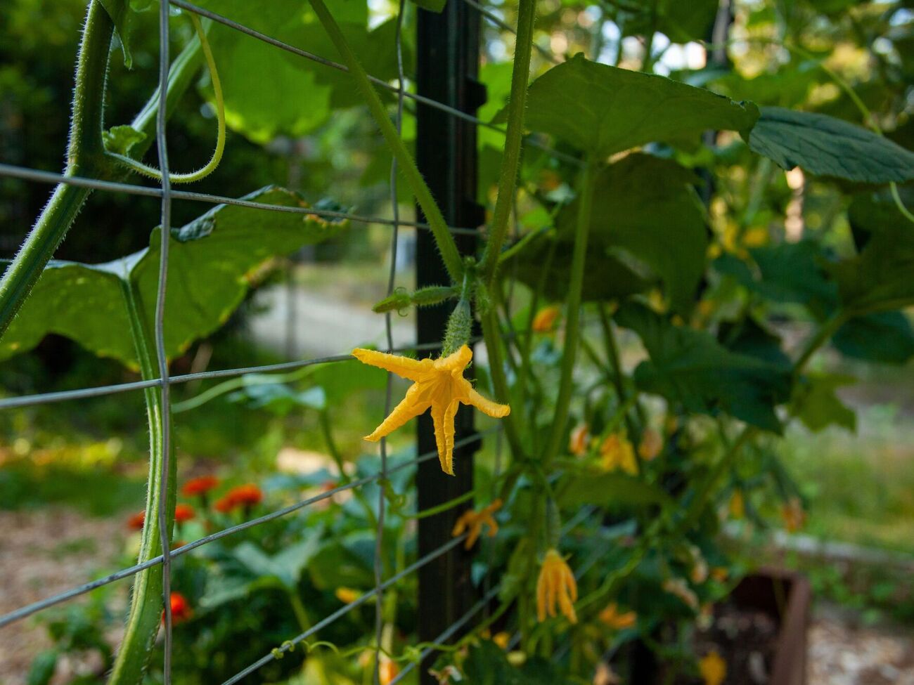 Огурцы нужно обрабатывать раствором янтарной кислоты с двух сторон