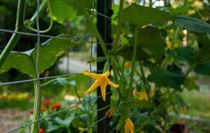 Огурцы нужно обрабатывать раствором янтарной кислоты с двух сторон