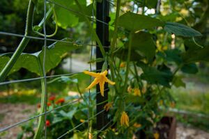 Огурцы нужно обрабатывать раствором янтарной кислоты с двух сторон