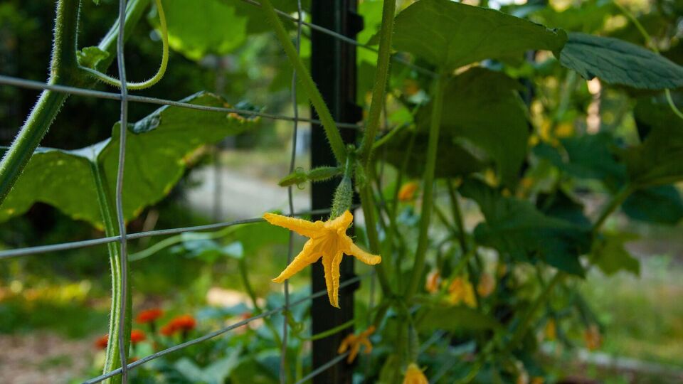 Огурцы нужно обрабатывать раствором янтарной кислоты с двух сторон