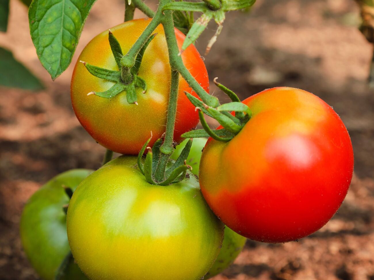 Томаты нальются соком и вкусом