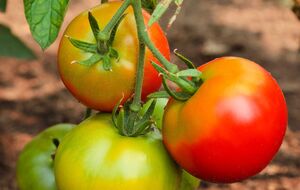 Томаты нальются соком и вкусом