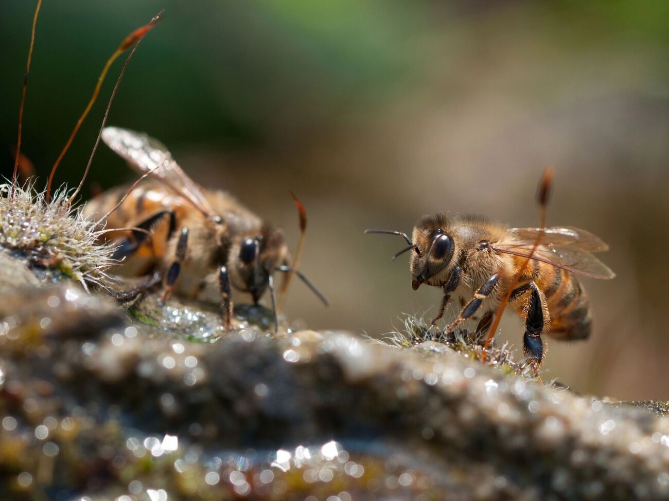 Пчелы редко жалят и являются полезными