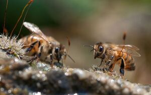 Пчелы редко жалят и являются полезными
