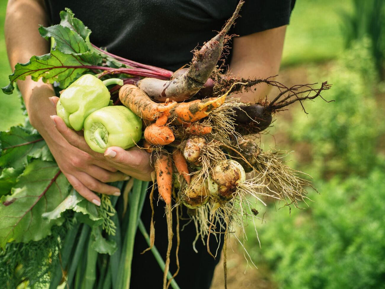 После лука следует сажать растения с коротким вегетационным периодом