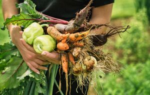 После лука следует сажать растения с коротким вегетационным периодом