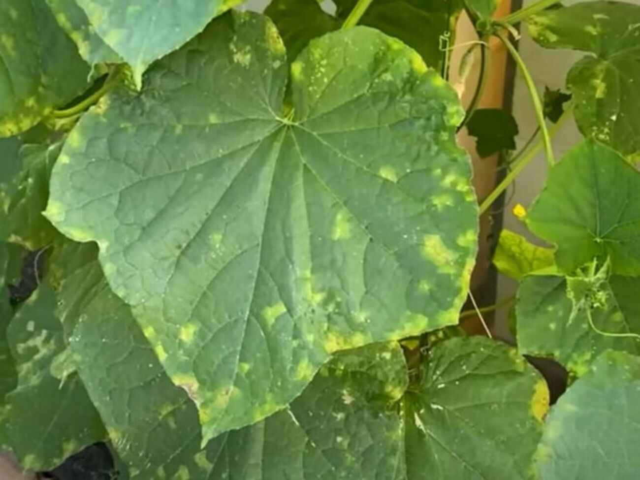 Важно остановить распространение грибка, из которого развивается пероноспороз