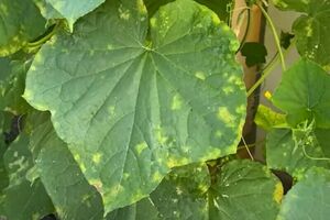 Важно остановить распространение грибка, из которого развивается пероноспороз