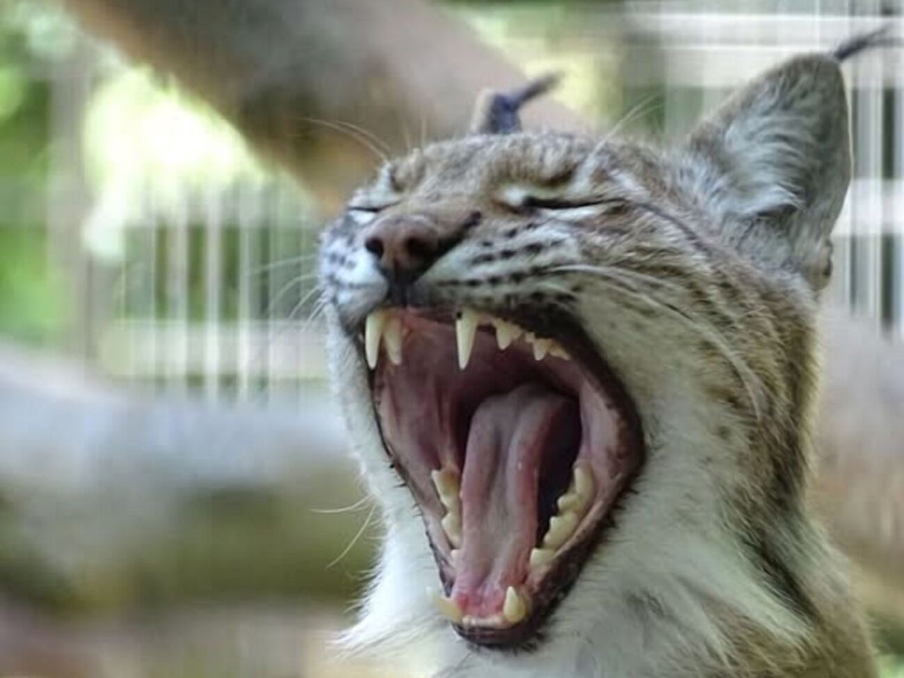 Заступниця директора зоопарку заявила, що така практика є звичною в Данії