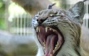 Заместитель директора зоопарка заявила, что такая практика привычна в Дании