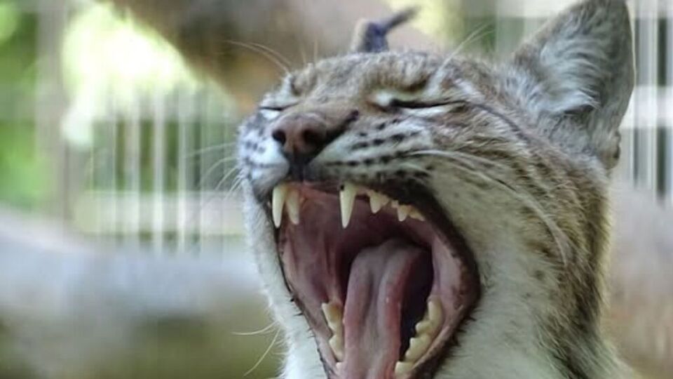 Заместитель директора зоопарка заявила, что такая практика привычна в Дании