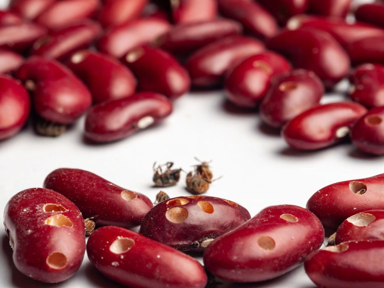 Фасоль может получить значительные повреждения