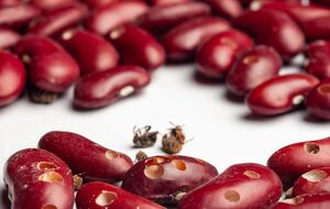 Фасоль может получить значительные повреждения