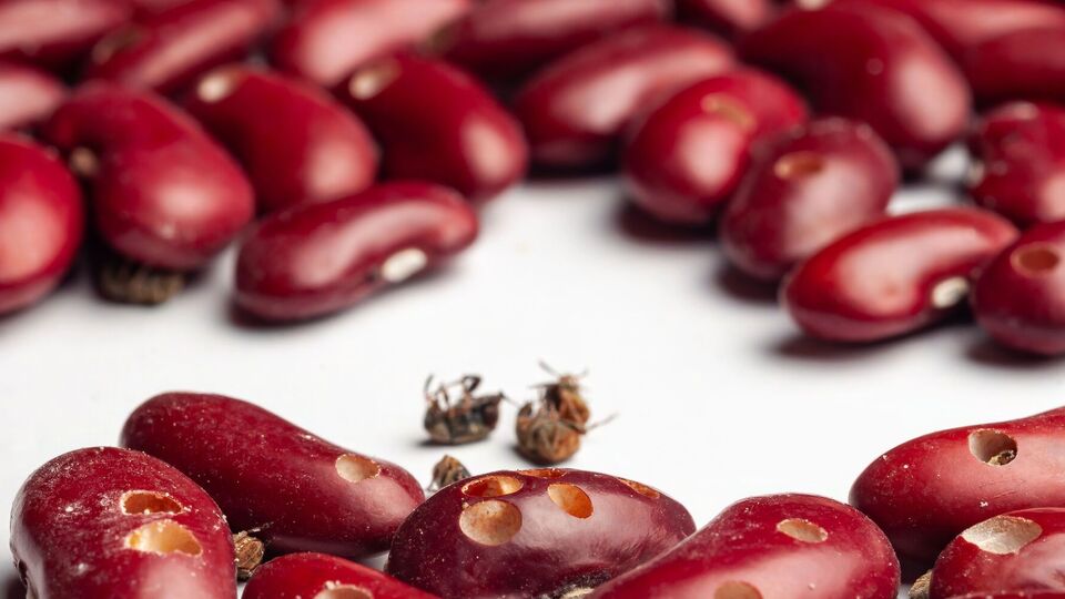 Фасоль может получить значительные повреждения