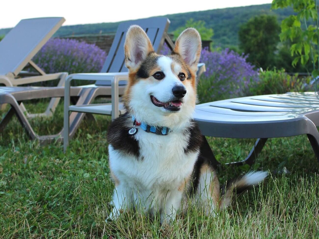 Коргі активні й грайливі, що додасть більше руху в життя їхніх господарів