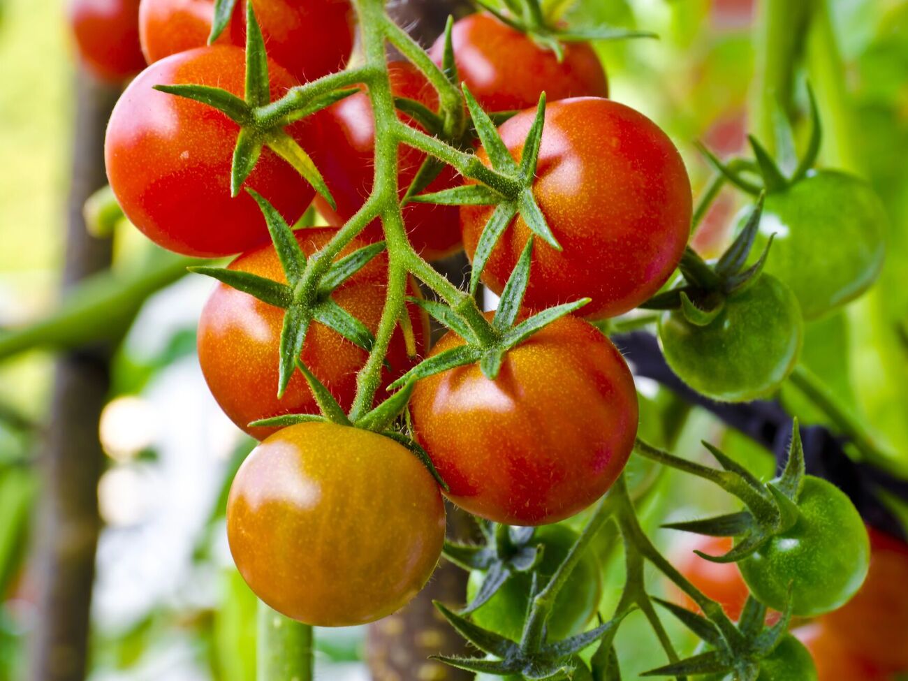 Если вы выращиваете мелкоплодные помидоры или томаты черри – продолжайте поливать их раз в пять дней