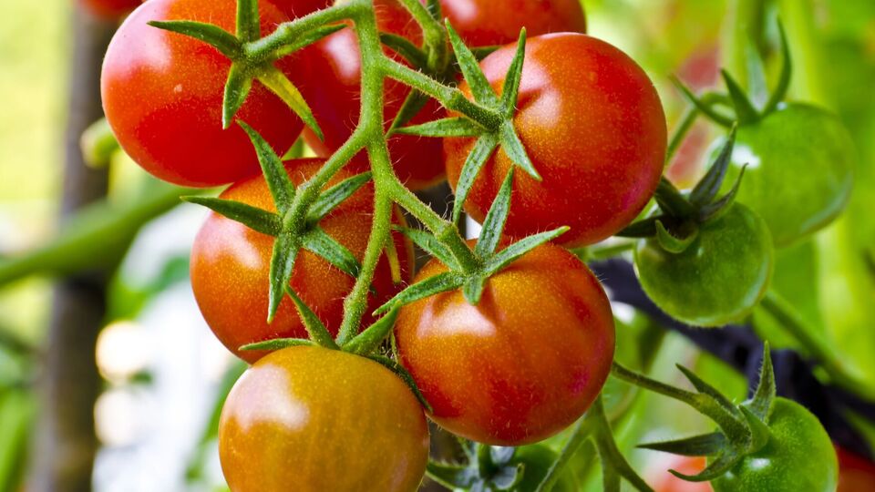 Если вы выращиваете мелкоплодные помидоры или томаты черри – продолжайте поливать их раз в пять дней