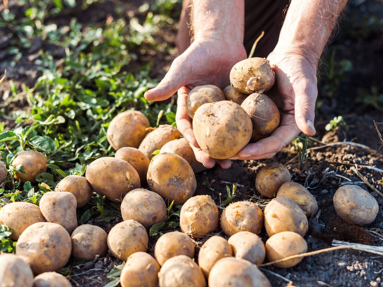 После картофеля можно посадить рожь, которая восстанавливает запасы калия и фосфора в земле